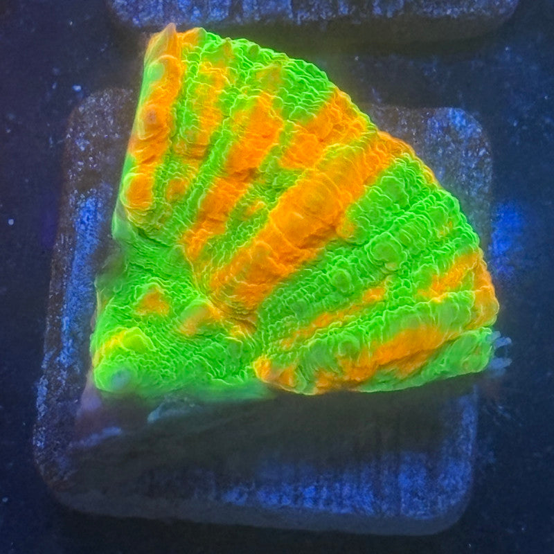 Aquacultured Ultra Bleeding Apple Scoly WYSIWYG N5-H5-M08