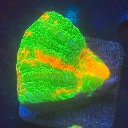 Aquacultured Ultra Bleeding Apple Scoly WYSIWYG N5-H7-M08