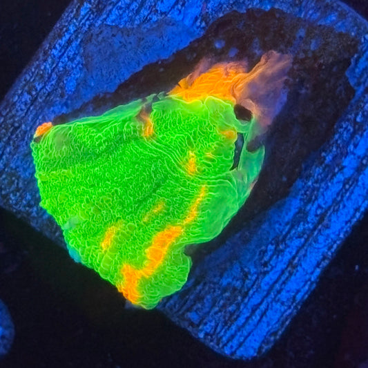 Aquacultured Bleeding Apple Scoly WYSIWYG N5-I1-M08