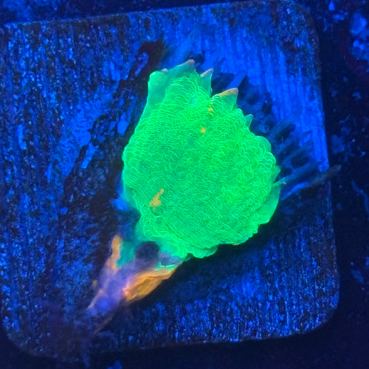 Aquacultured Bleeding Apple Scoly WYSIWYG N5-I2-M08