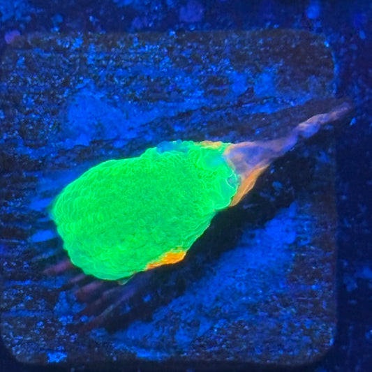 Aquacultured Bleeding Apple Scoly WYSIWYG N5-I3-M08