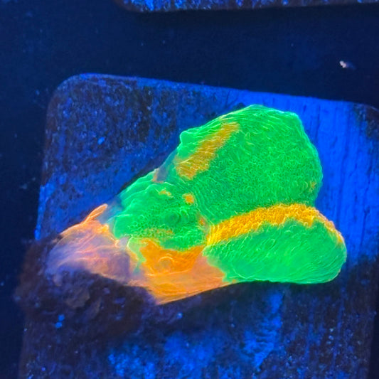 Aquacultured Ultra Bleeding Apple Scoly WYSIWYG N5-I4-M08