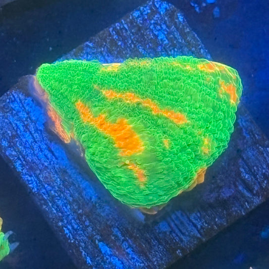 Aquacultured Bleeding Apple Scoly WYSIWYG N5-I5-M08