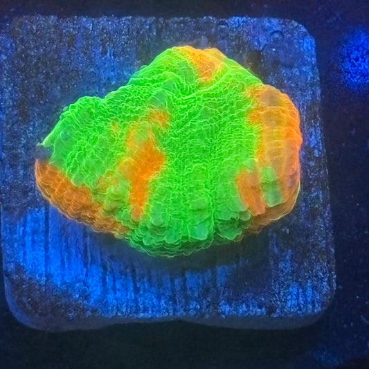 Aquacultured Bleeding Apple Scoly WYSIWYG N5-I6-M08