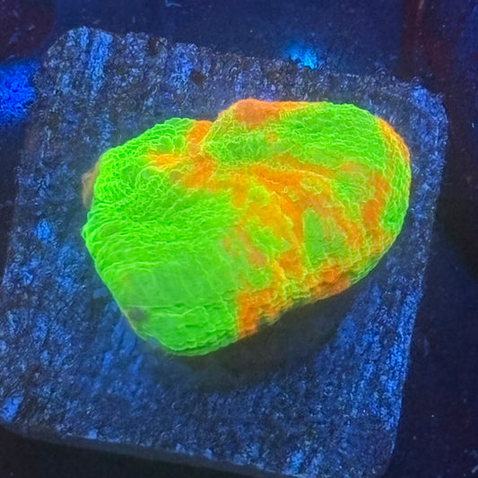 Aquacultured Bleeding Apple Scoly WYSIWYG N5-I7-M08