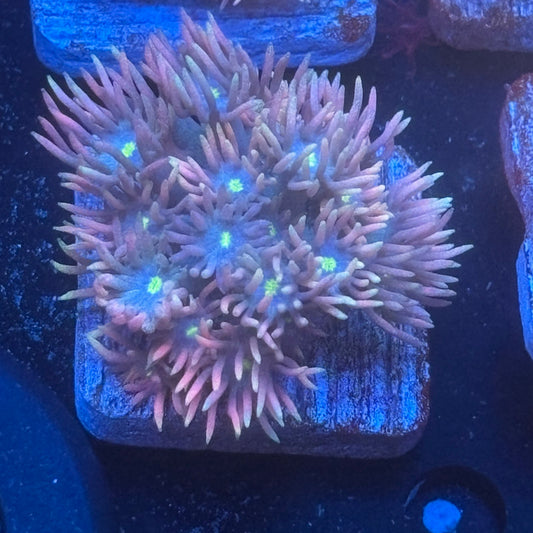 Aquacultured Goniopora WYSIWYG Q1-A1-M08