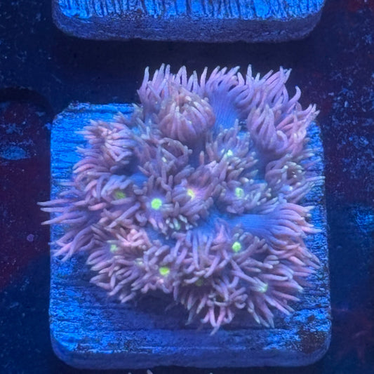 Aquacultured Goniopora WYSIWYG Q1-A2-M08