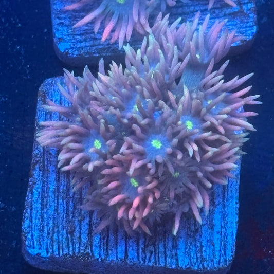 Aquacultured Goniopora WYSIWYG Q1-A3-M08