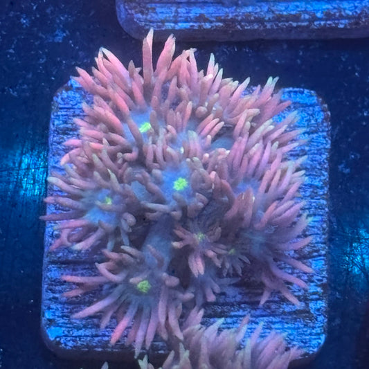 Aquacultured Goniopora WYSIWYG Q1-A4-M08
