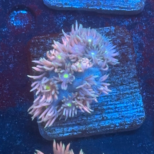 Aquacultured Goniopora WYSIWYG Q1-A5-M08