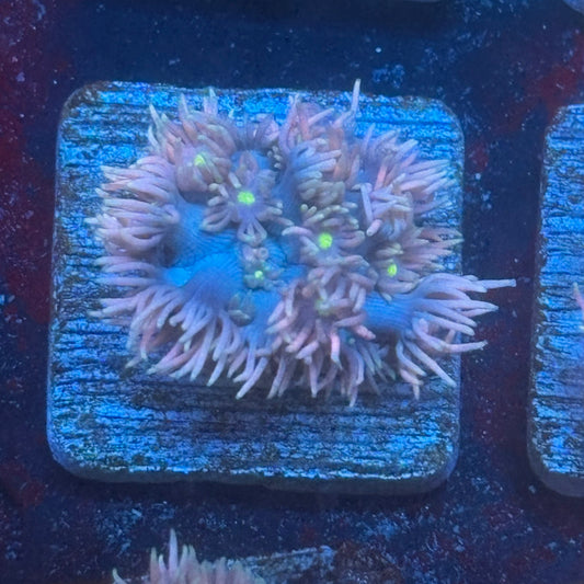 Aquacultured Goniopora WYSIWYG Q1-A6-M08