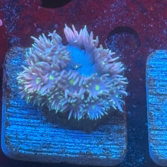 Aquacultured Goniopora WYSIWYG Q1-A7-M08