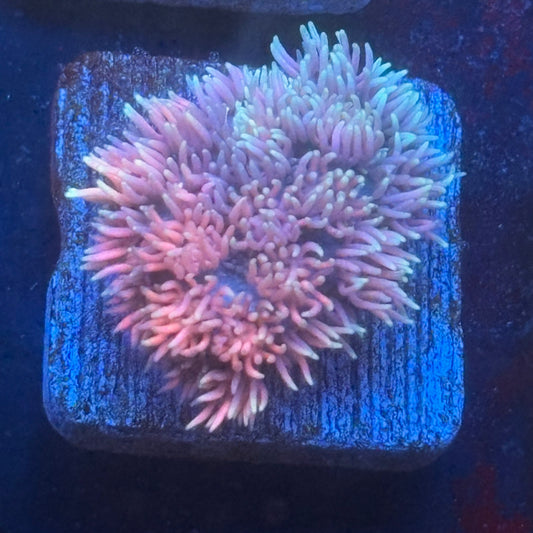 Aquacultured Goniopora WYSIWYG Q1-B1-M08