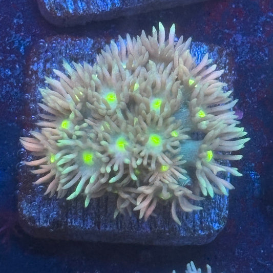 Aquacultured Goniopora WYSIWYG Q1-B2-M08