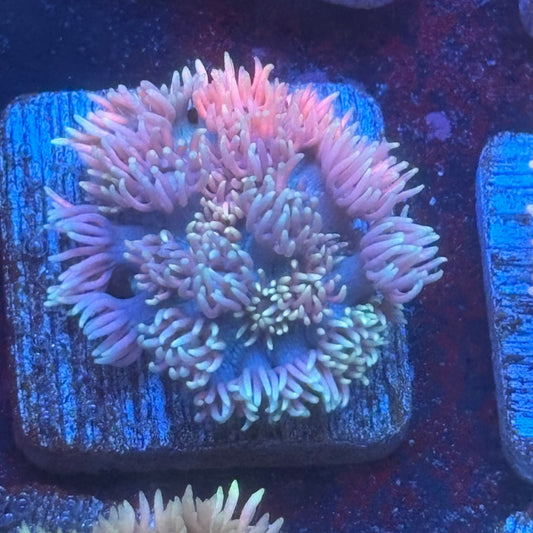 Aquacultured Goniopora WYSIWYG Q1-B3-M08