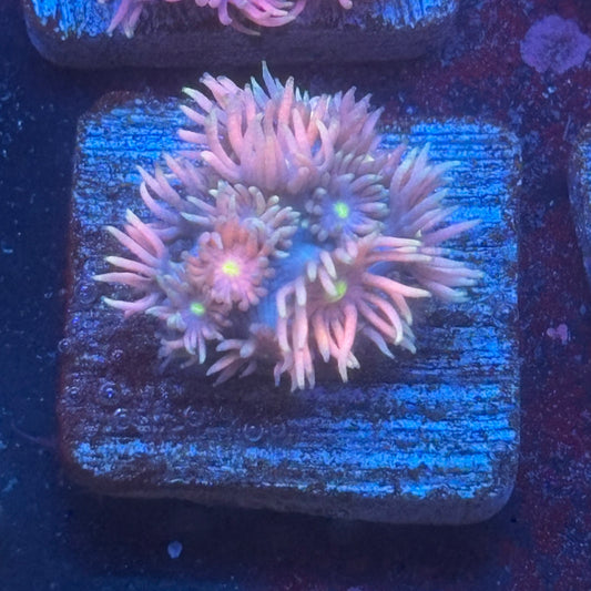 Aquacultured Goniopora WYSIWYG Q1-B4-M08