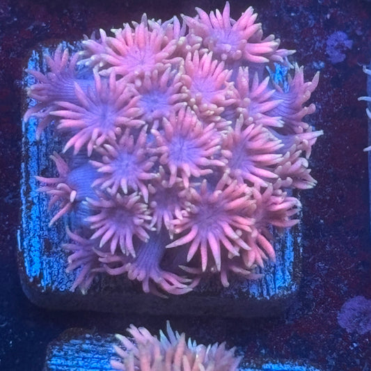 Aquacultured Goniopora WYSIWYG Q1-B5-M08