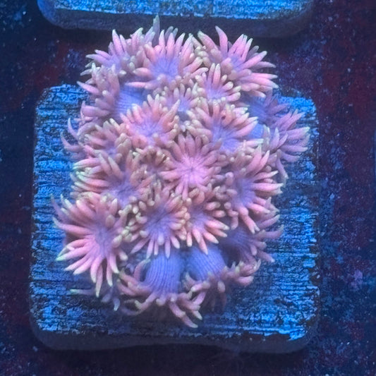 Aquacultured Goniopora WYSIWYG Q1-B6-M08