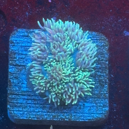 Aquacultured Goniopora WYSIWYG Q1-B7-M08