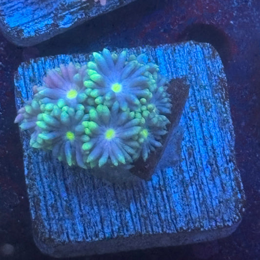 Aquacultured Goniopora WYSIWYG Q1-C2-M08