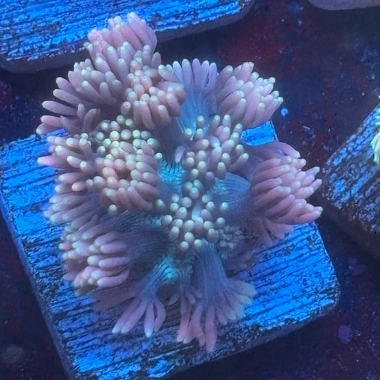 Aquacultured Goniopora WYSIWYG Q1-C3-M08