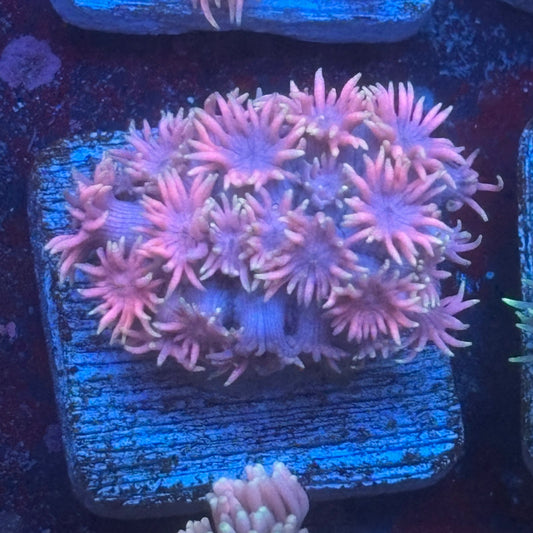 Aquacultured Goniopora WYSIWYG Q1-C4-M08