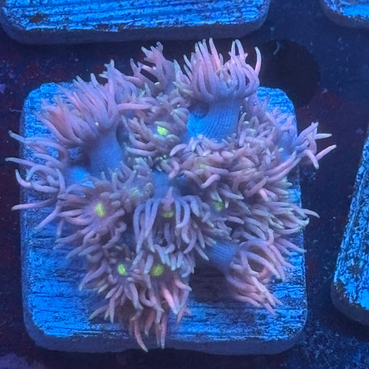 Aquacultured Goniopora WYSIWYG Q1-C5-M08