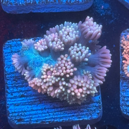 Aquacultured Goniopora WYSIWYG Q1-C6-M08