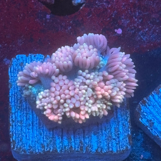 Aquacultured Goniopora WYSIWYG Q1-C7-M08