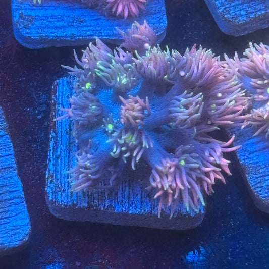 Aquacultured Frosted Tips Goniopora WYSIWYG Q1-D1-M08