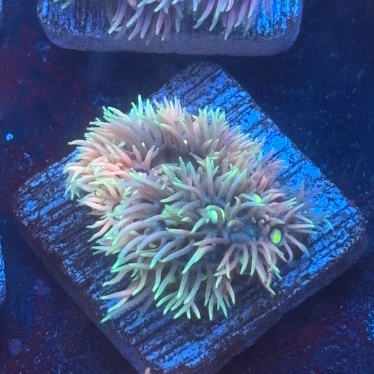 Aquacultured Goniopora WYSIWYG Q1-D3-M08