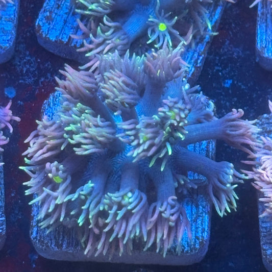 Aquacultured Frosted Tips Goniopora WYSIWYG Q1-D4-M08