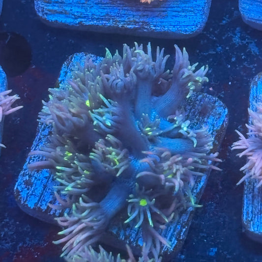Aquacultured Frosted Tips Goniopora WYSIWYG Q1-D5-M08