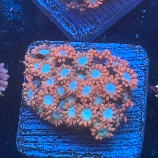 Aquacultured Goniopora WYSIWYG Q1-D6-M08