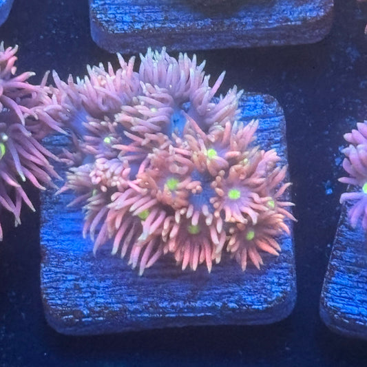 Aquacultured Goniopora WYSIWYG Q1-E1-M08