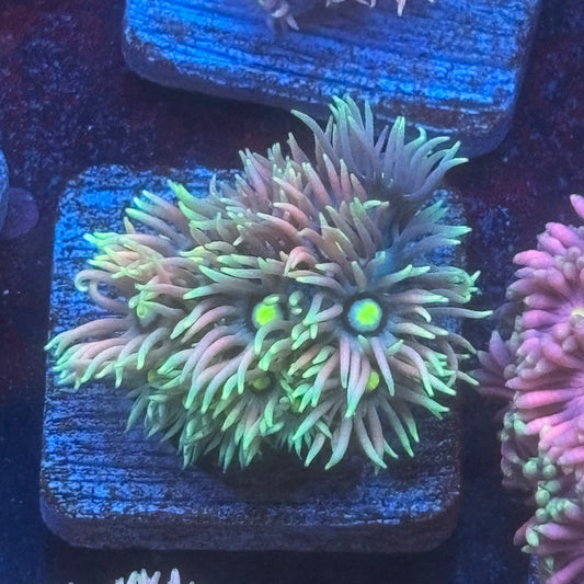 Aquacultured Goniopora WYSIWYG Q1-E2-M08