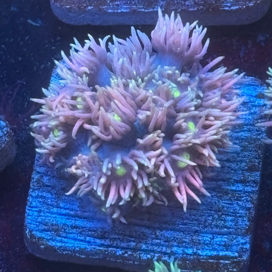 Aquacultured Goniopora WYSIWYG Q1-E3-M08