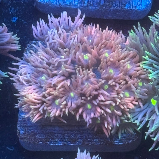 Aquacultured Goniopora WYSIWYG Q1-E4-M08