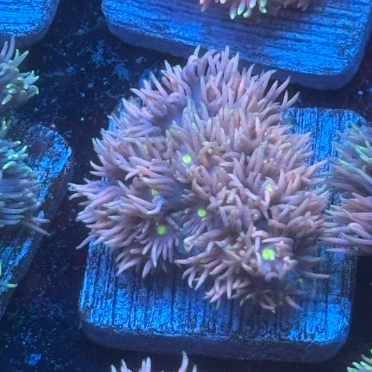 Aquacultured Goniopora WYSIWYG Q1-E5-M08