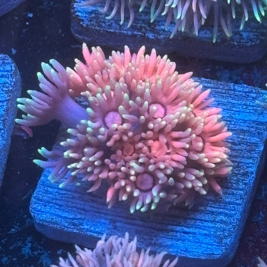 Aquacultured Goniopora WYSIWYG Q1-E6-M08