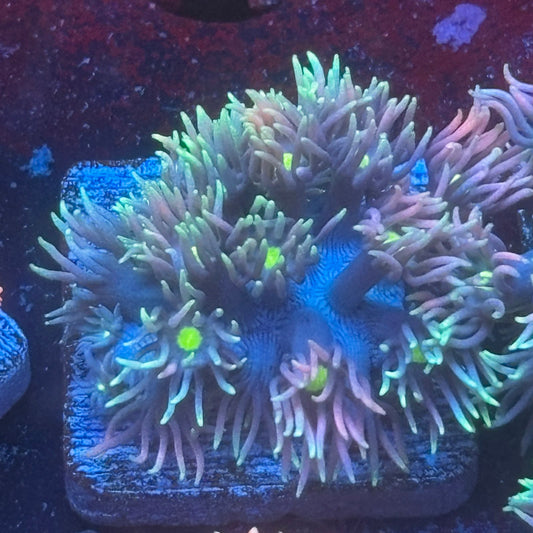 Aquacultured Frosted Tips Goniopora WYSIWYG Q1-E7-M08