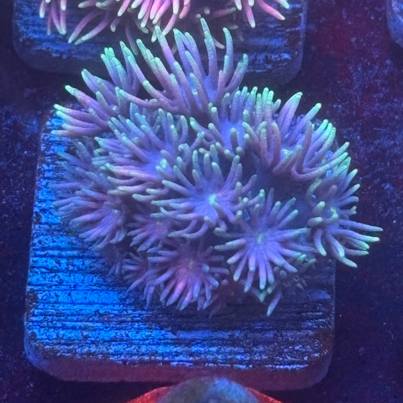 Aquacultured Frosted Tips Goniopora WYSIWYG Q1-G1-M08