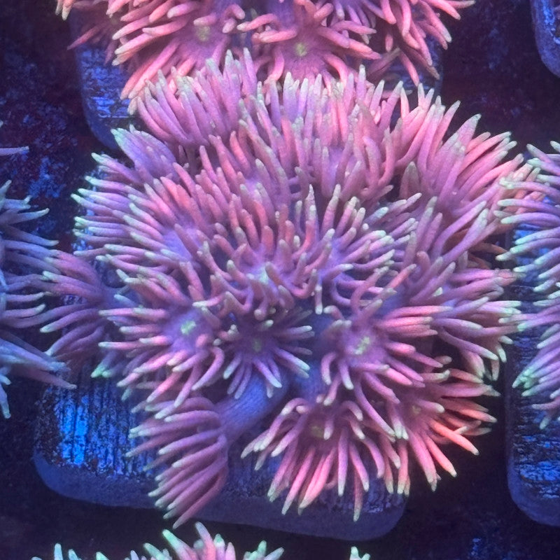 Aquacultured Pink Frosted Tips Goniopora WYSIWYG Q1-G3-M08