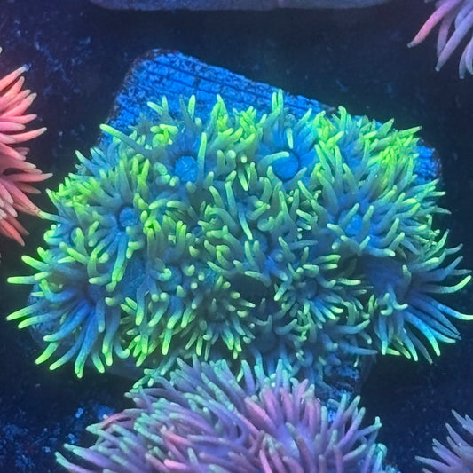 Aquacultured Goniopora WYSIWYG Q1-H6-M08