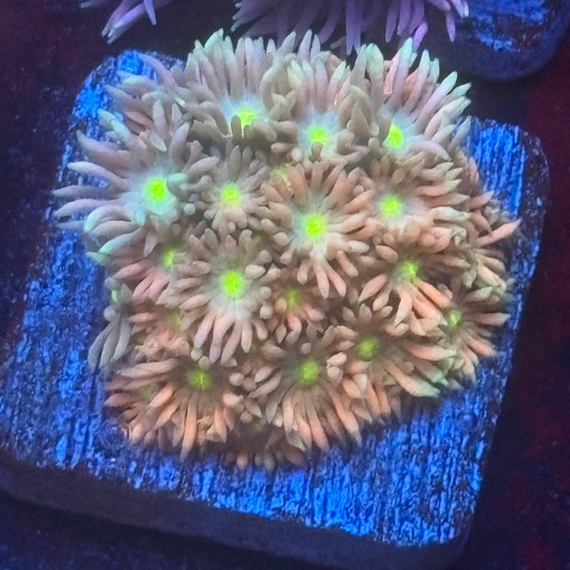 Aquacultured Goniopora WYSIWYG Q1-I4-M08