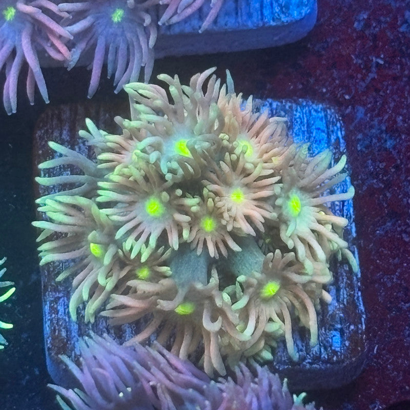 Aquacultured Goniopora WYSIWYG Q1-I6-M08