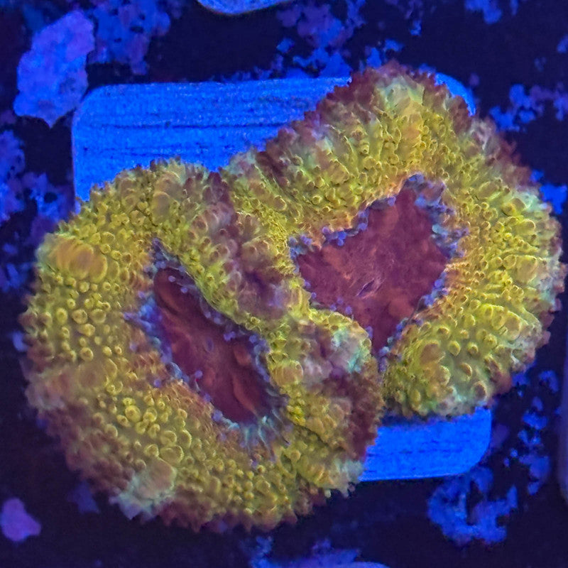 Aquacultured Golden Asian Acan WYSIWYG Z2-A2-M08