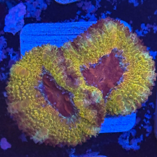 Aquacultured Golden Asian Acan WYSIWYG Z2-A2-M08