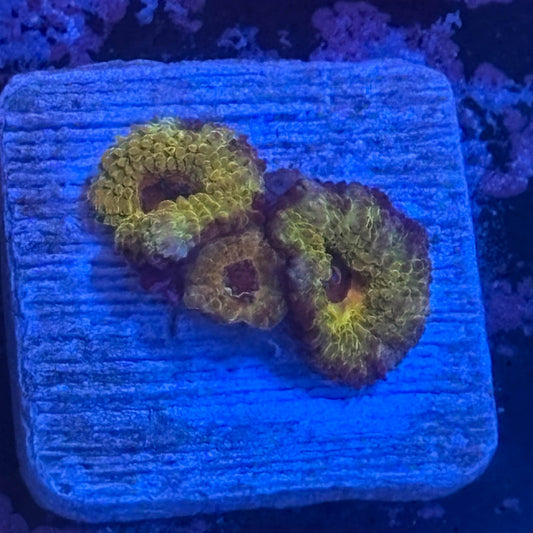 Aquacultured Golden Asian Acan WYSIWYG Z2-A3-M08