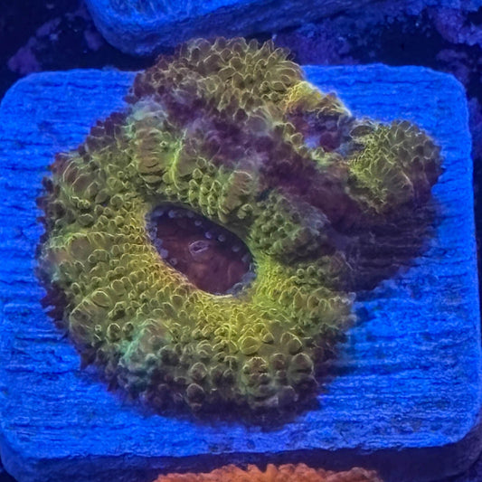 Aquacultured Golden Asian Acan WYSIWYG Z2-A4-M08